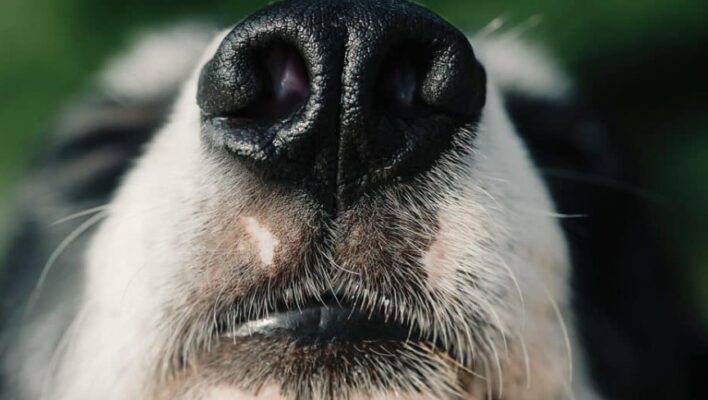 Banish the Bark: Effective Ways to Eliminate Dog Odor from Your Home